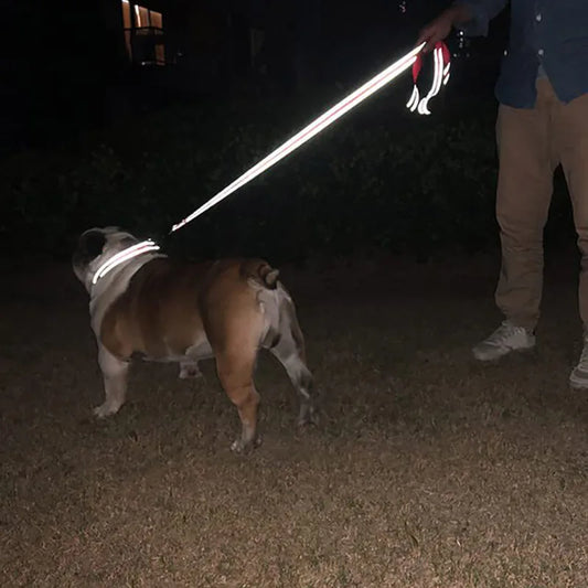 Nighttime Reflective Leash for Safe Dog Walks Outdoors