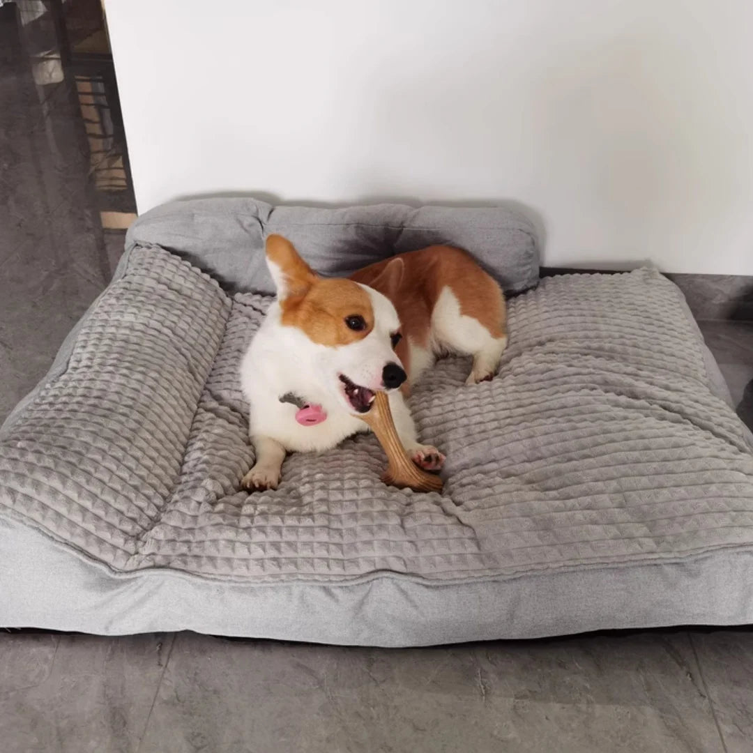 Corgi chewing toy while sitting on grey orthopedic dog bed
