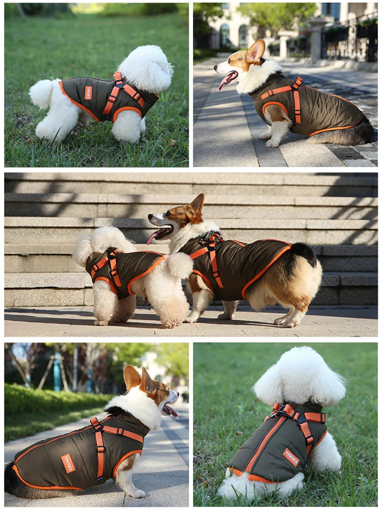 Dogs wearing waterproof winter jacket outdoors