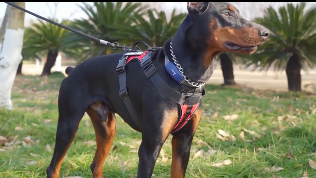 Prime Reflective Adjustable Dog Harness Woofy